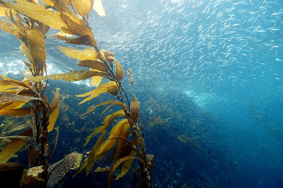 Ocean and Coastal Systems