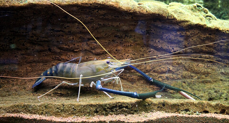 Regenerative prawn farm, Malaysia
